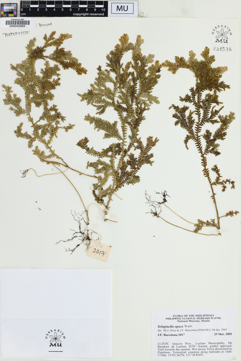 Selaginella opaca photo 6