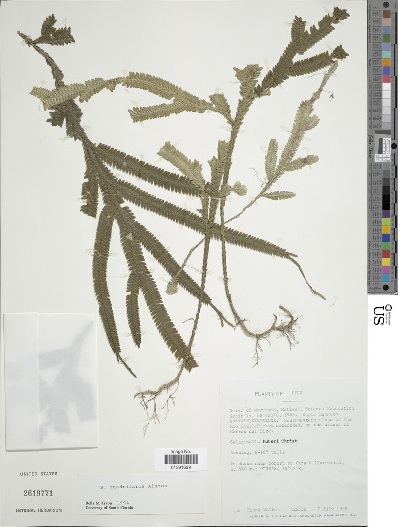 Selaginella ophioderma