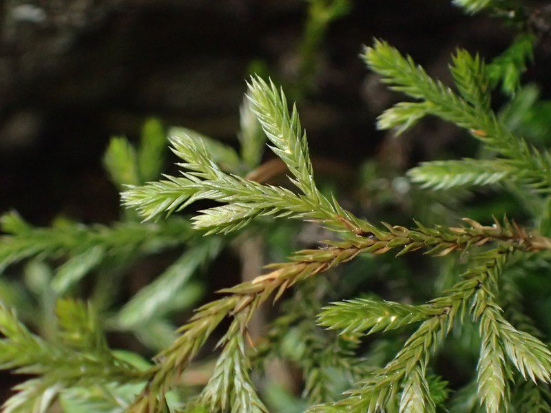 Oregon Spikemoss photo 2