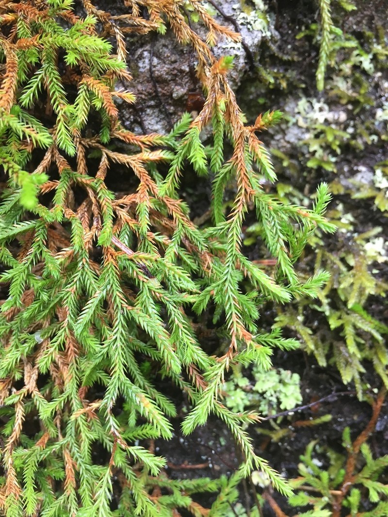 Oregon Spikemoss photo 3