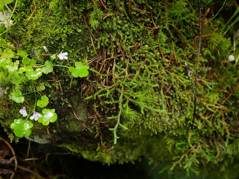 Oregon Spikemoss photo 4
