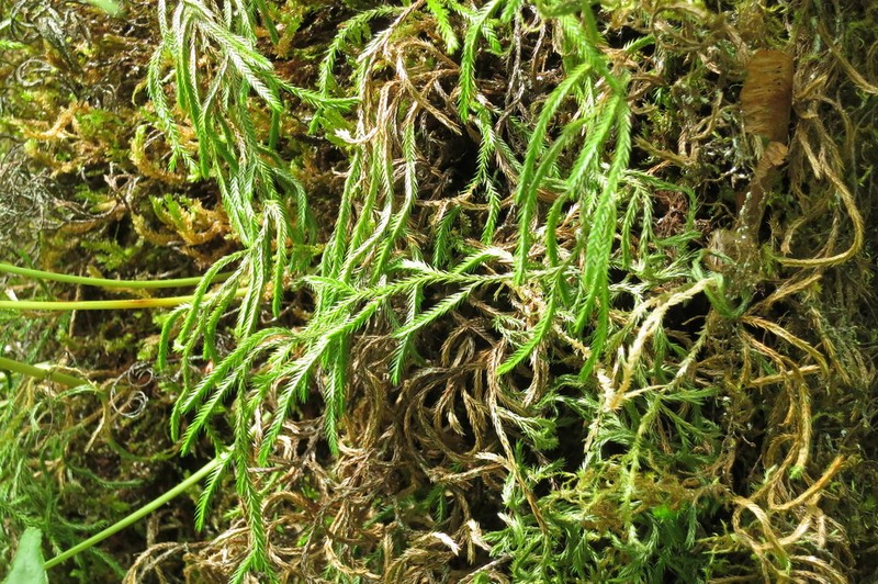 Oregon Spikemoss photo 5