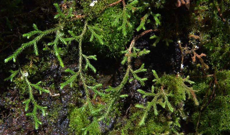 Oregon Spikemoss photo 6