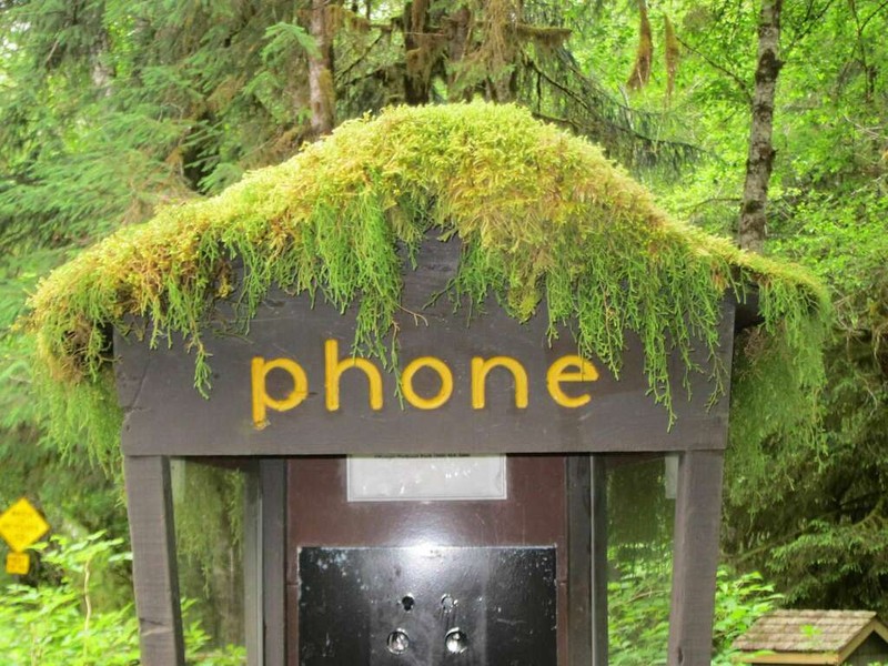 Oregon Spikemoss photo 7