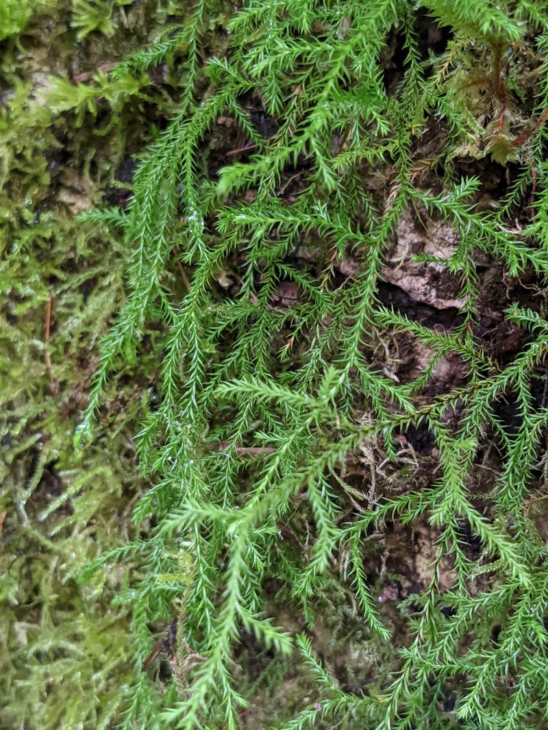 Oregon Spikemoss