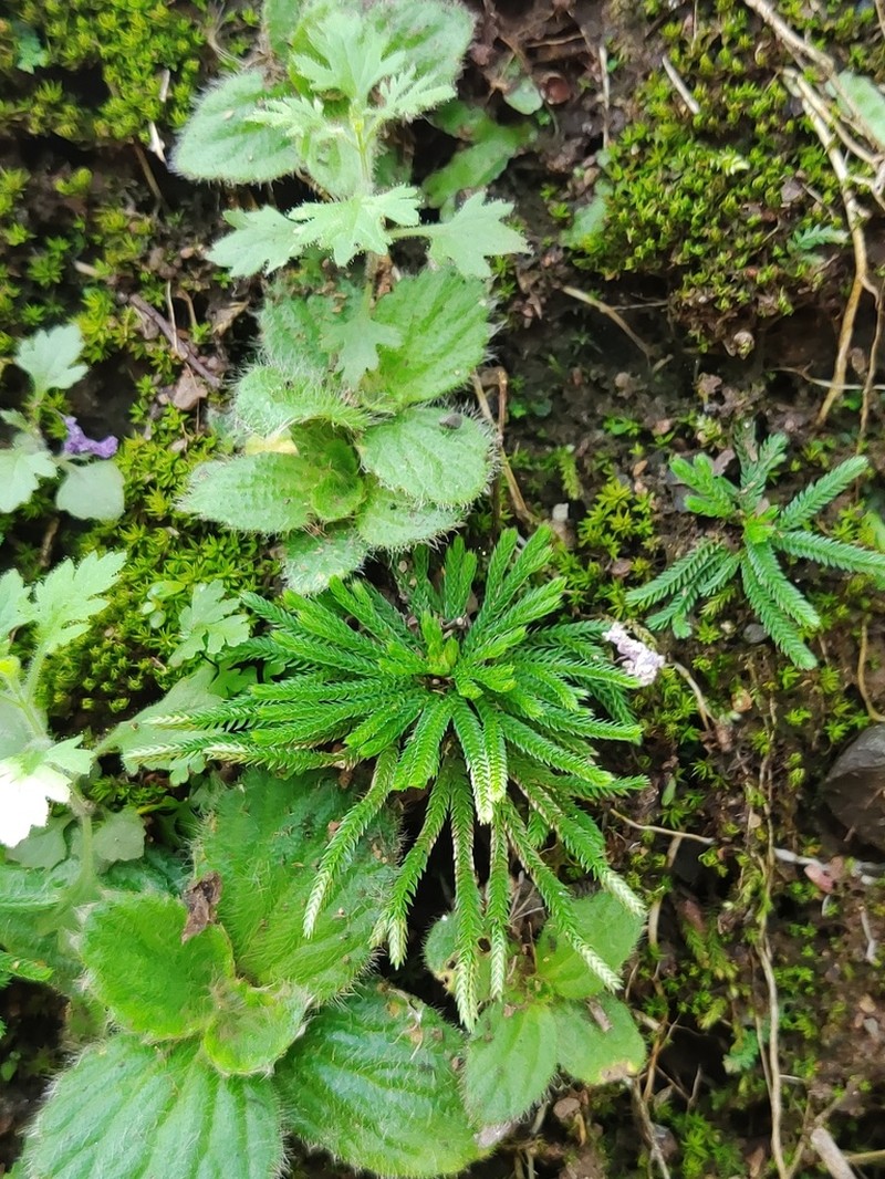 Selaginella orientalichinensis