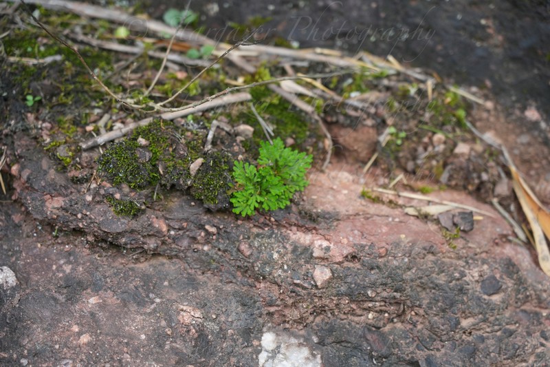 Selaginella orientalichinensis photo 2