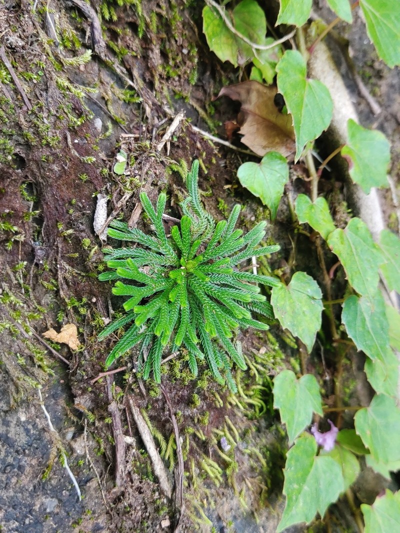 Selaginella orientalichinensis photo 3