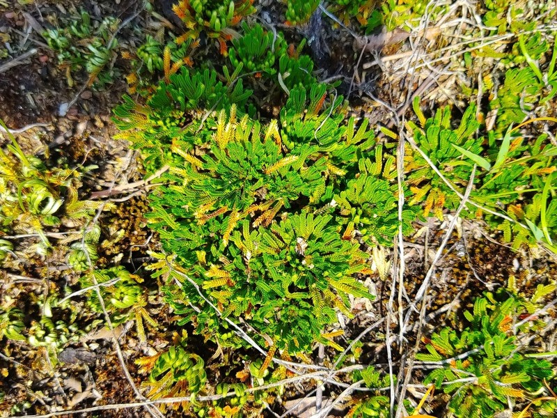 Selaginella orientalichinensis photo 5