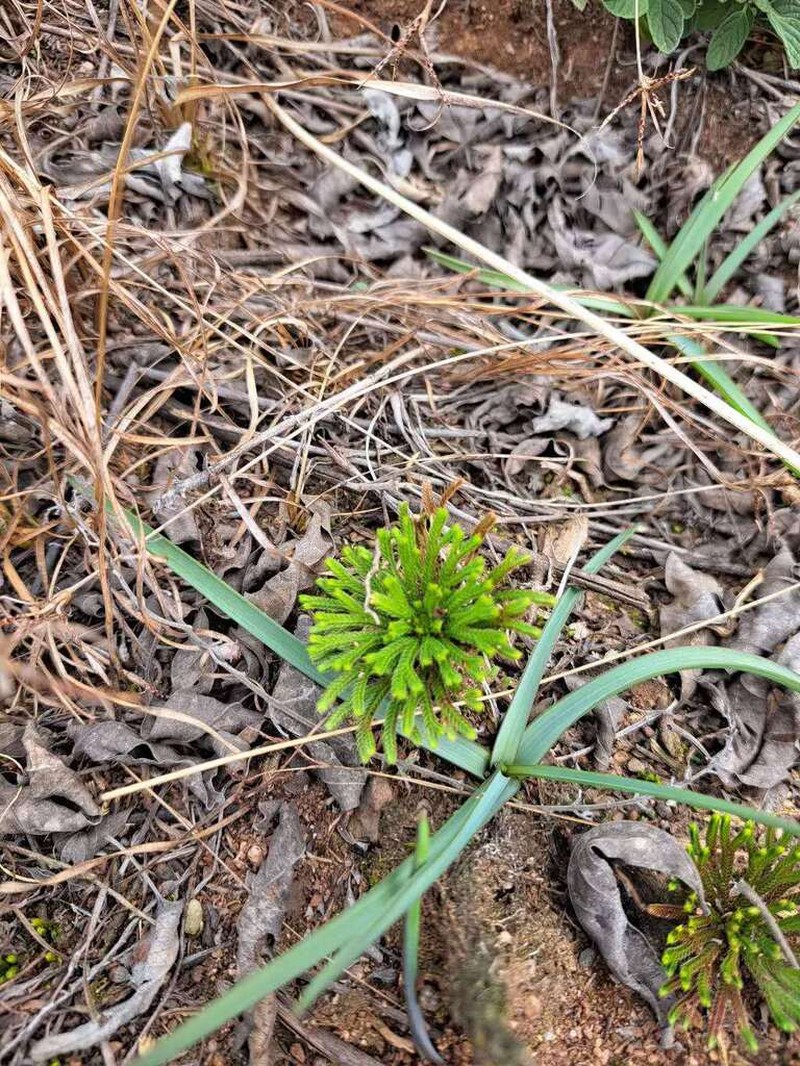 Selaginella orientalichinensis photo 6