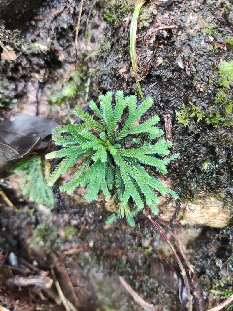 Selaginella orientalichinensis photo 7