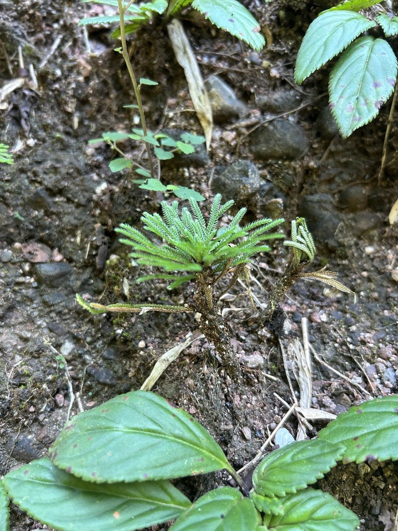 Selaginella orientalichinensis photo 8