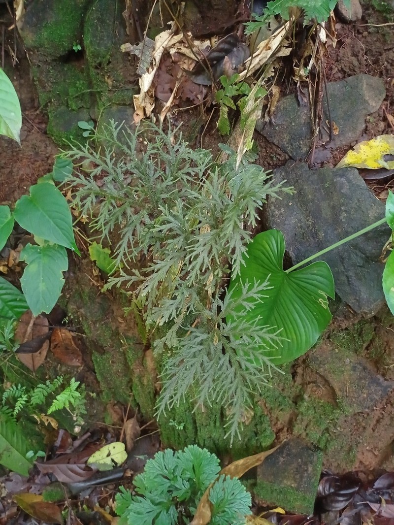 Selaginella ornata