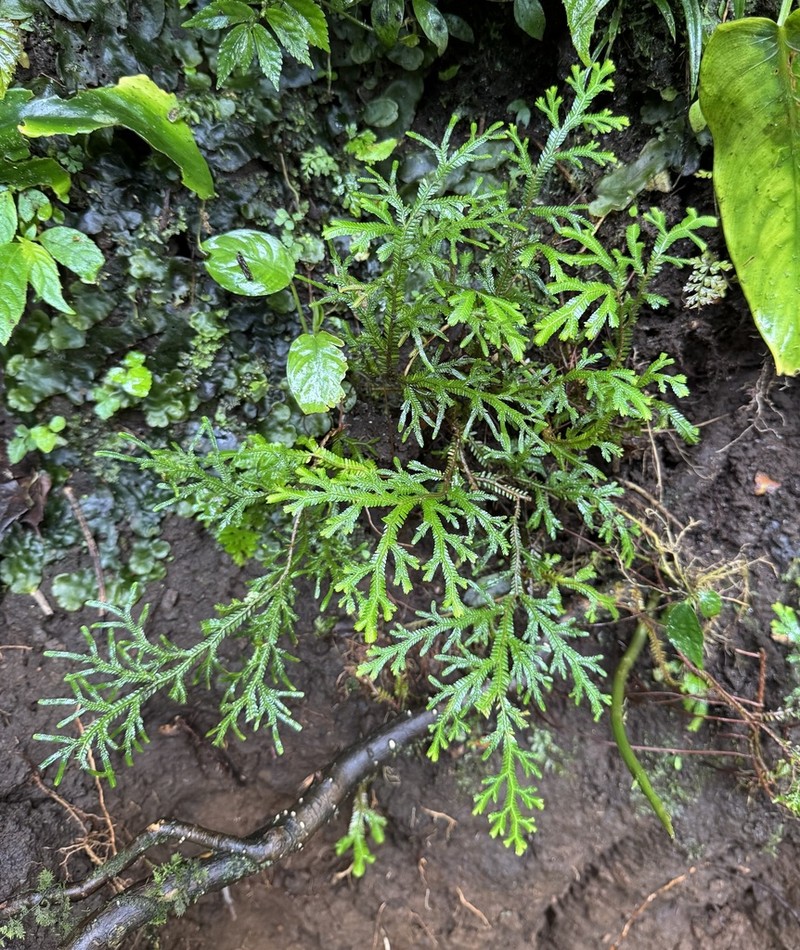 Selaginella ornata photo 2