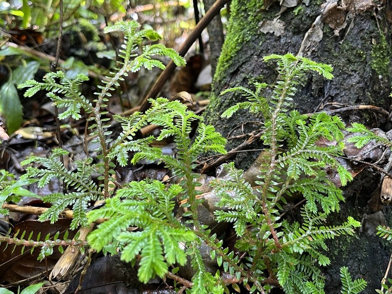 Selaginella ornata photo 3