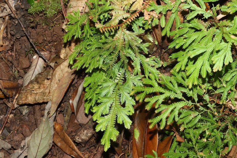 Selaginella ornata photo 4