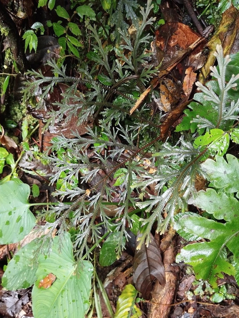 Selaginella ornata photo 5