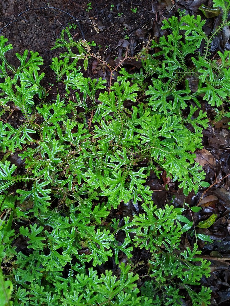 Selaginella ornata photo 6