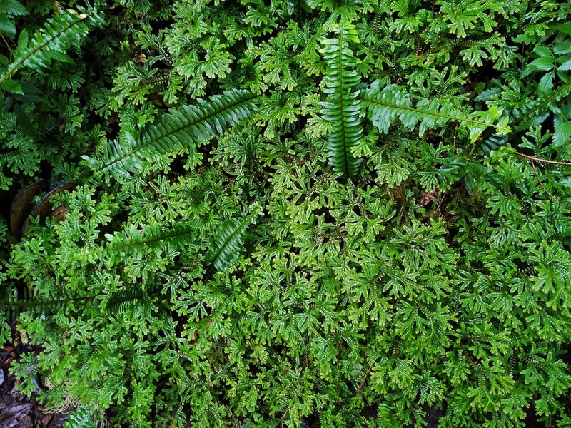 Selaginella ornata photo 7