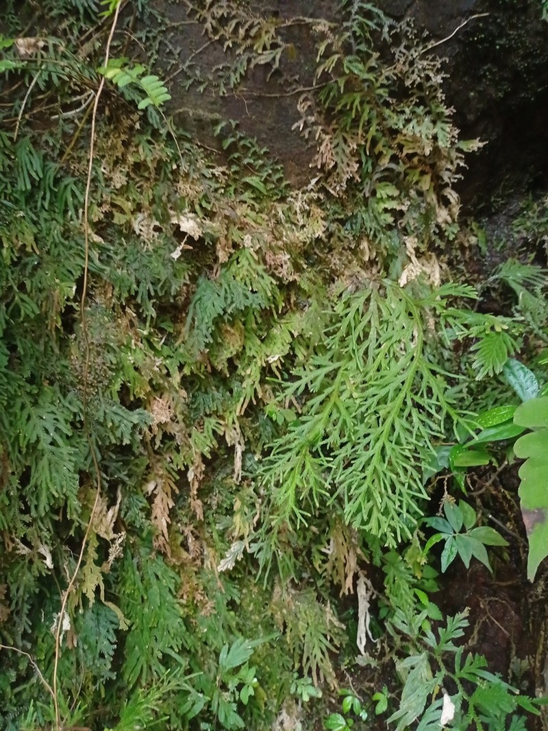 Selaginella ornata photo 8