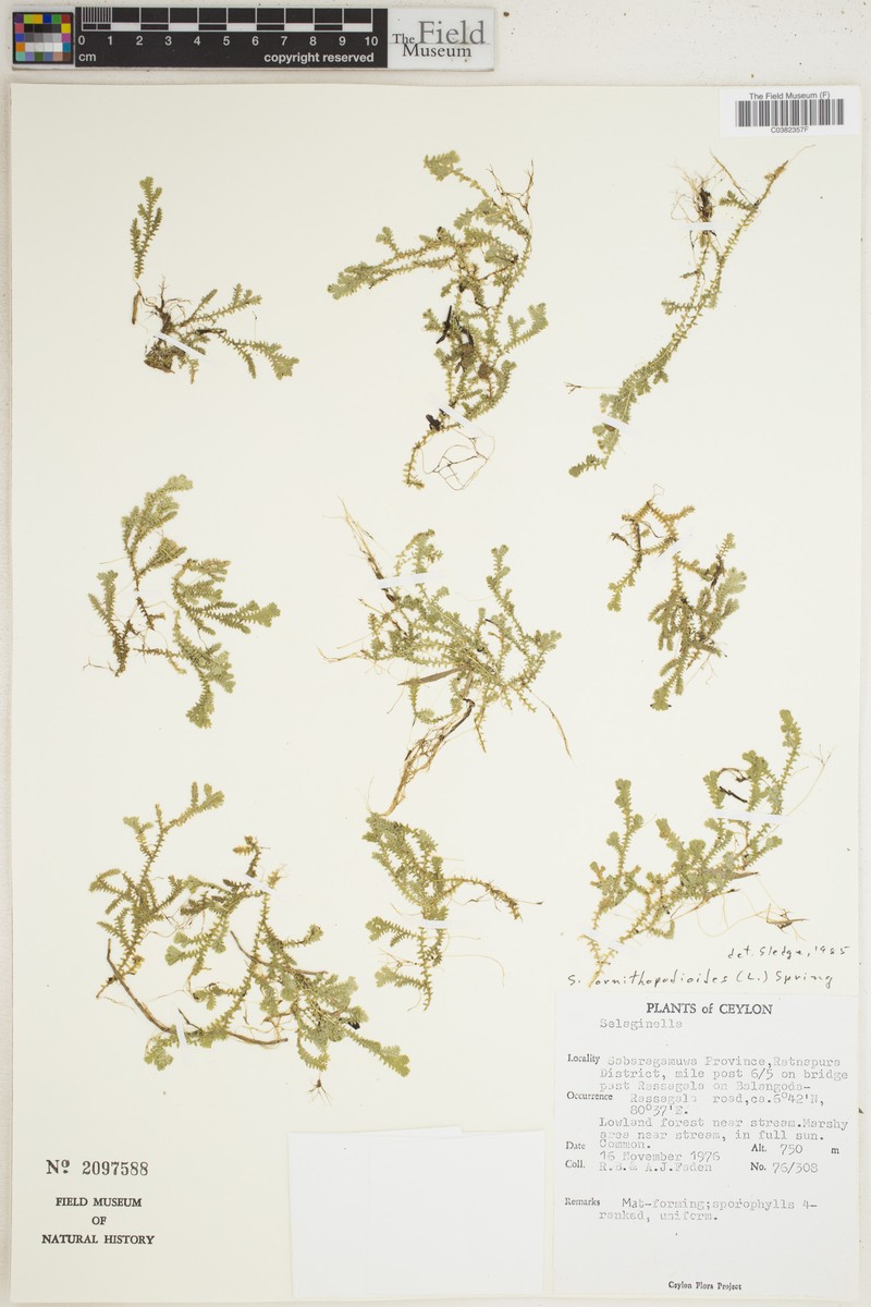 Selaginella ornithopodioides photo 2