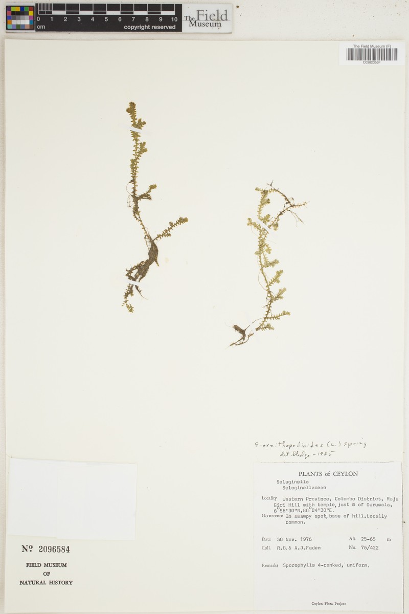 Selaginella ornithopodioides photo 3