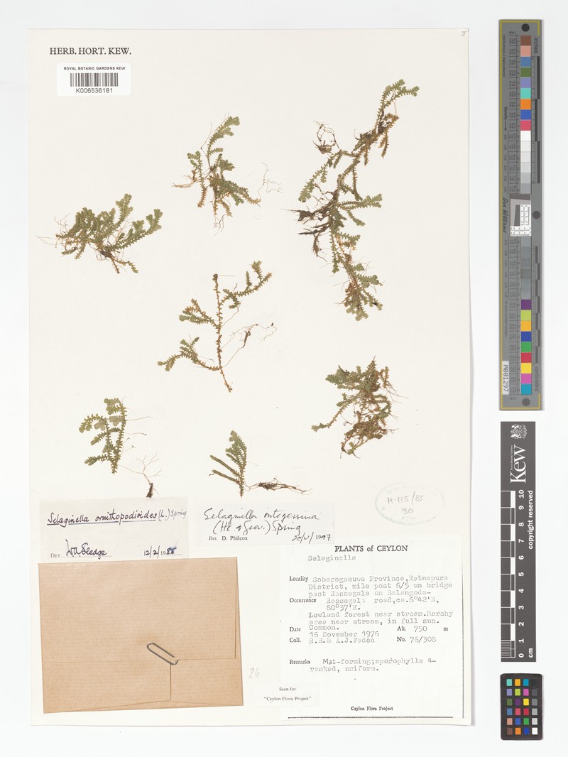 Selaginella ornithopodioides photo 4