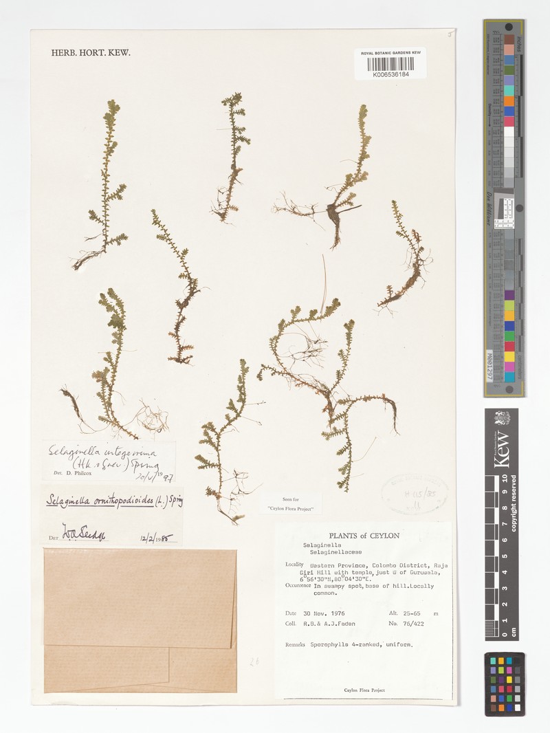 Selaginella ornithopodioides photo 5
