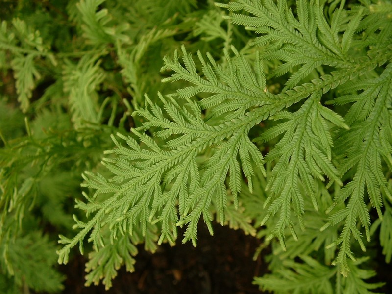 Selaginella ornithopodioides