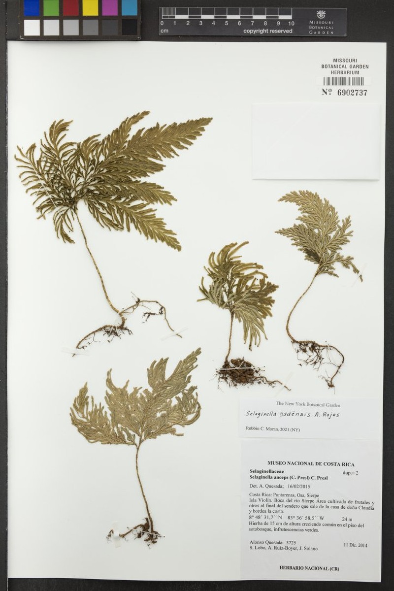 Selaginella osaensis