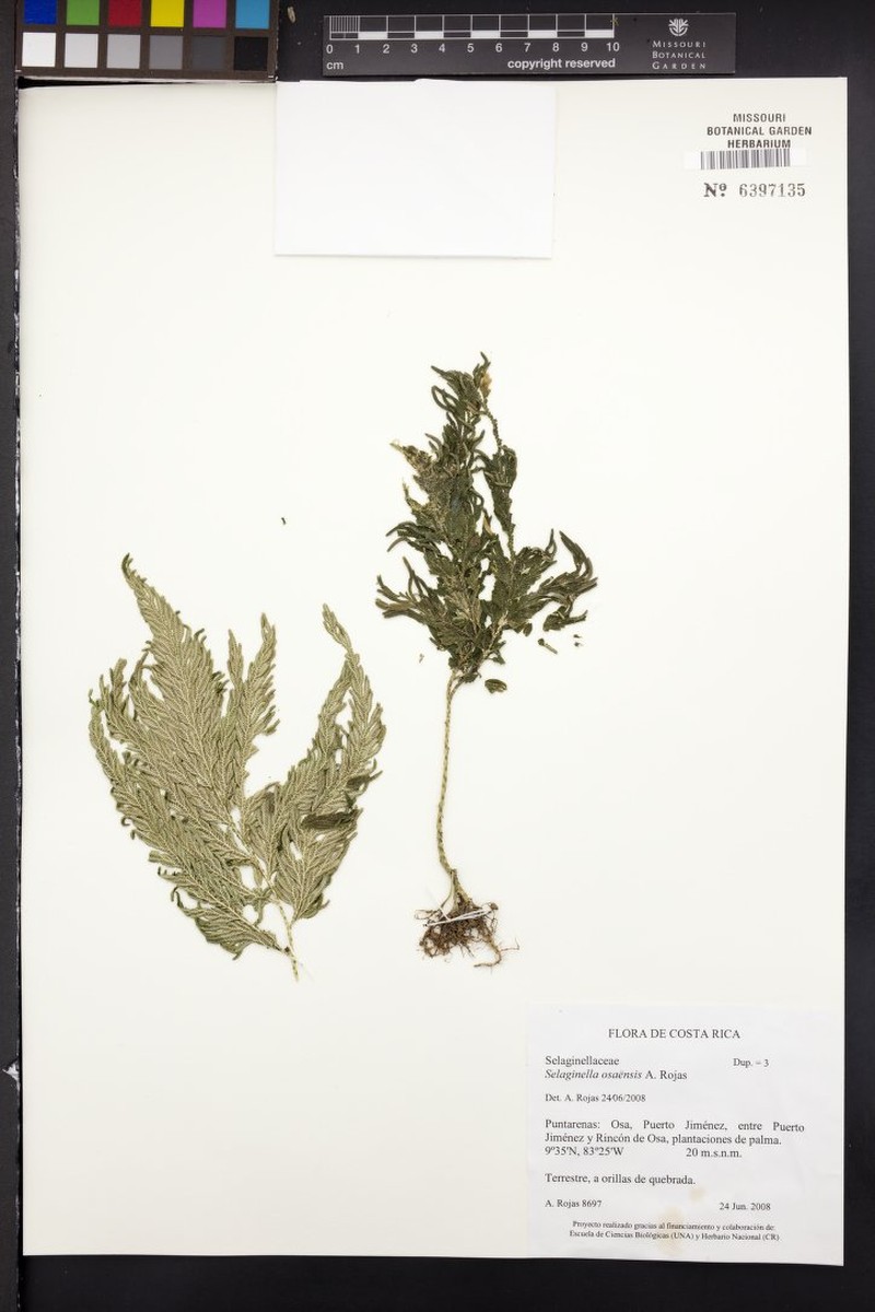 Selaginella osaensis photo 2