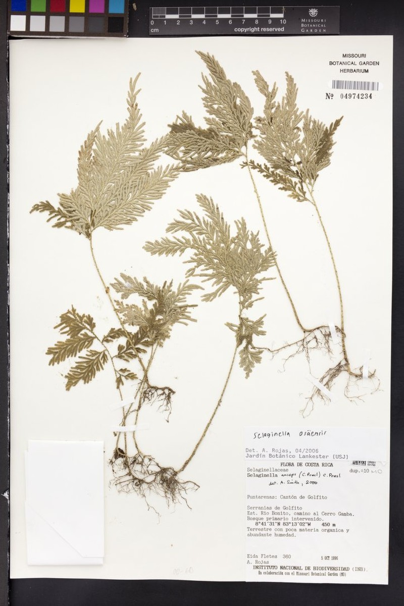 Selaginella osaensis photo 3