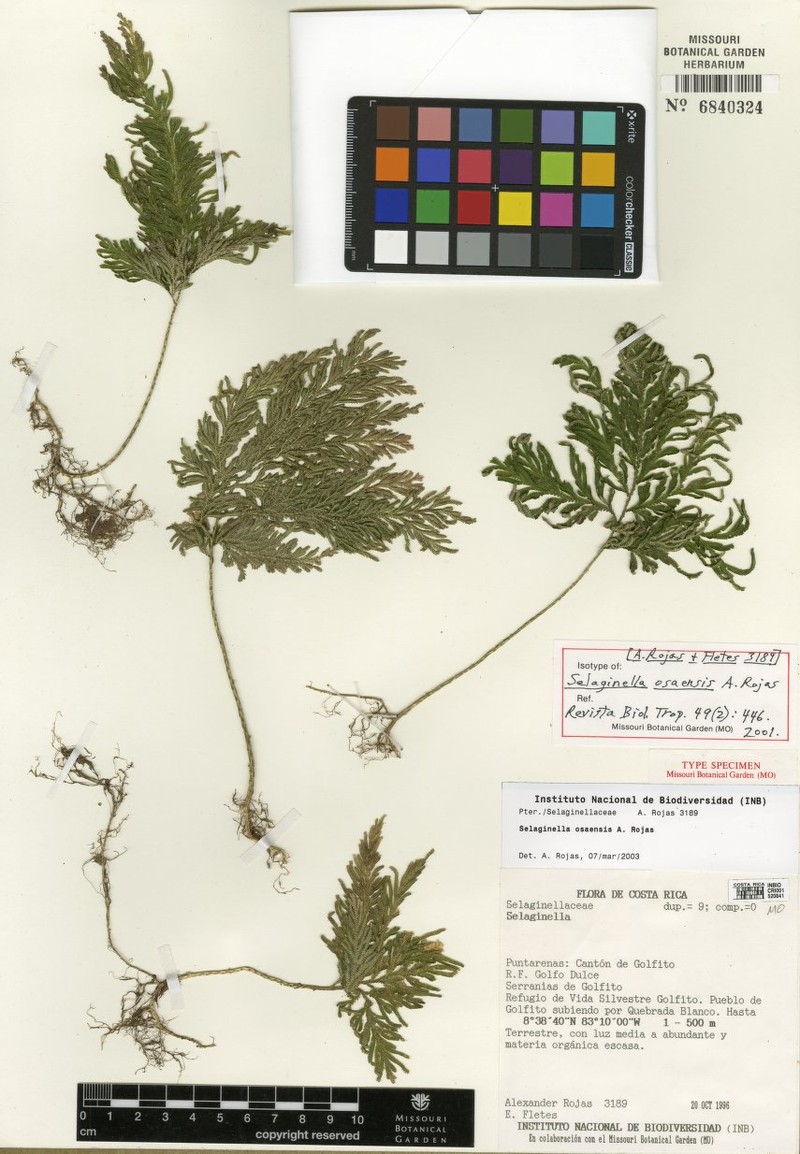 Selaginella osaensis photo 4