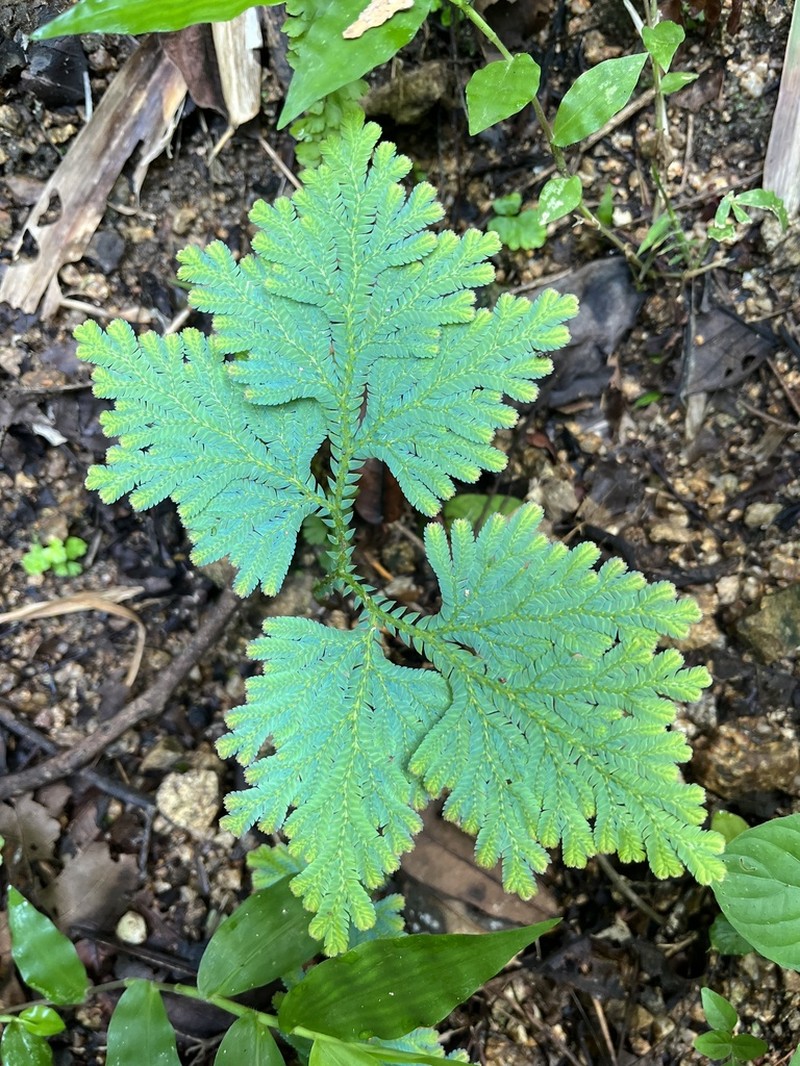 Selaginella ostenfeldii photo 2