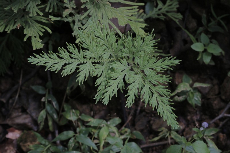 Selaginella ostenfeldii photo 3