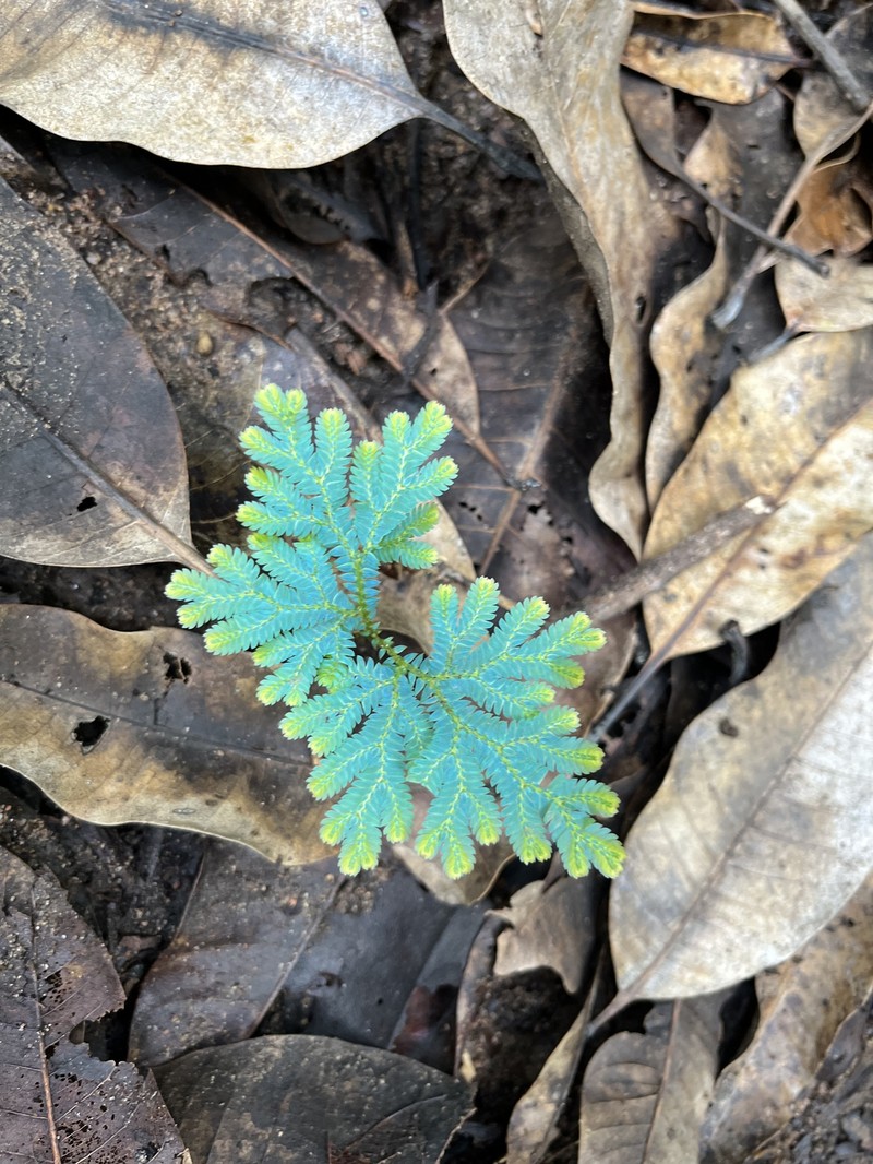 Selaginella ostenfeldii photo 4