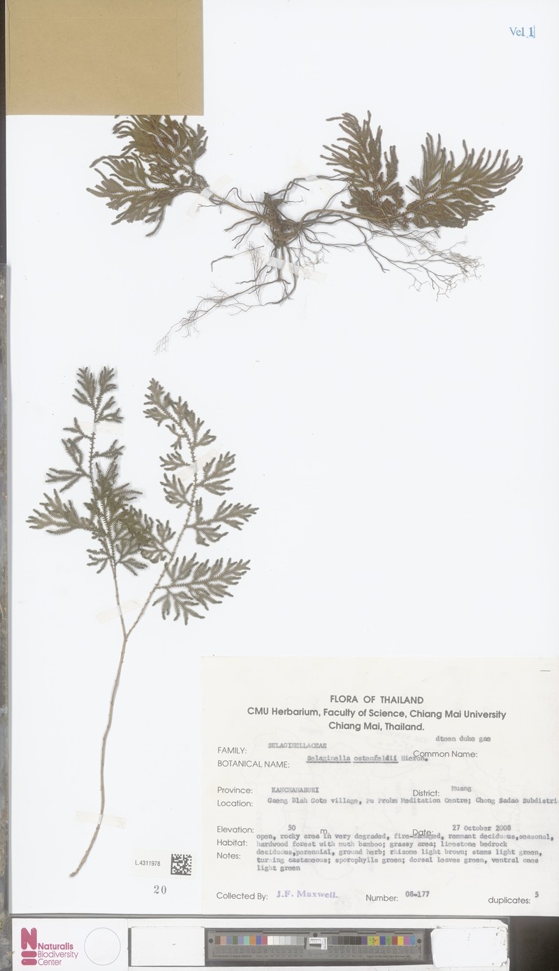 Selaginella ostenfeldii photo 5