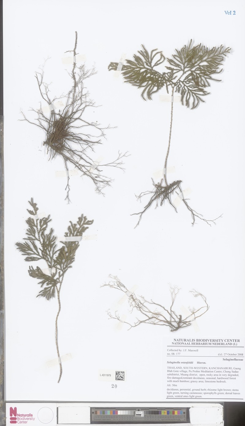 Selaginella ostenfeldii photo 6
