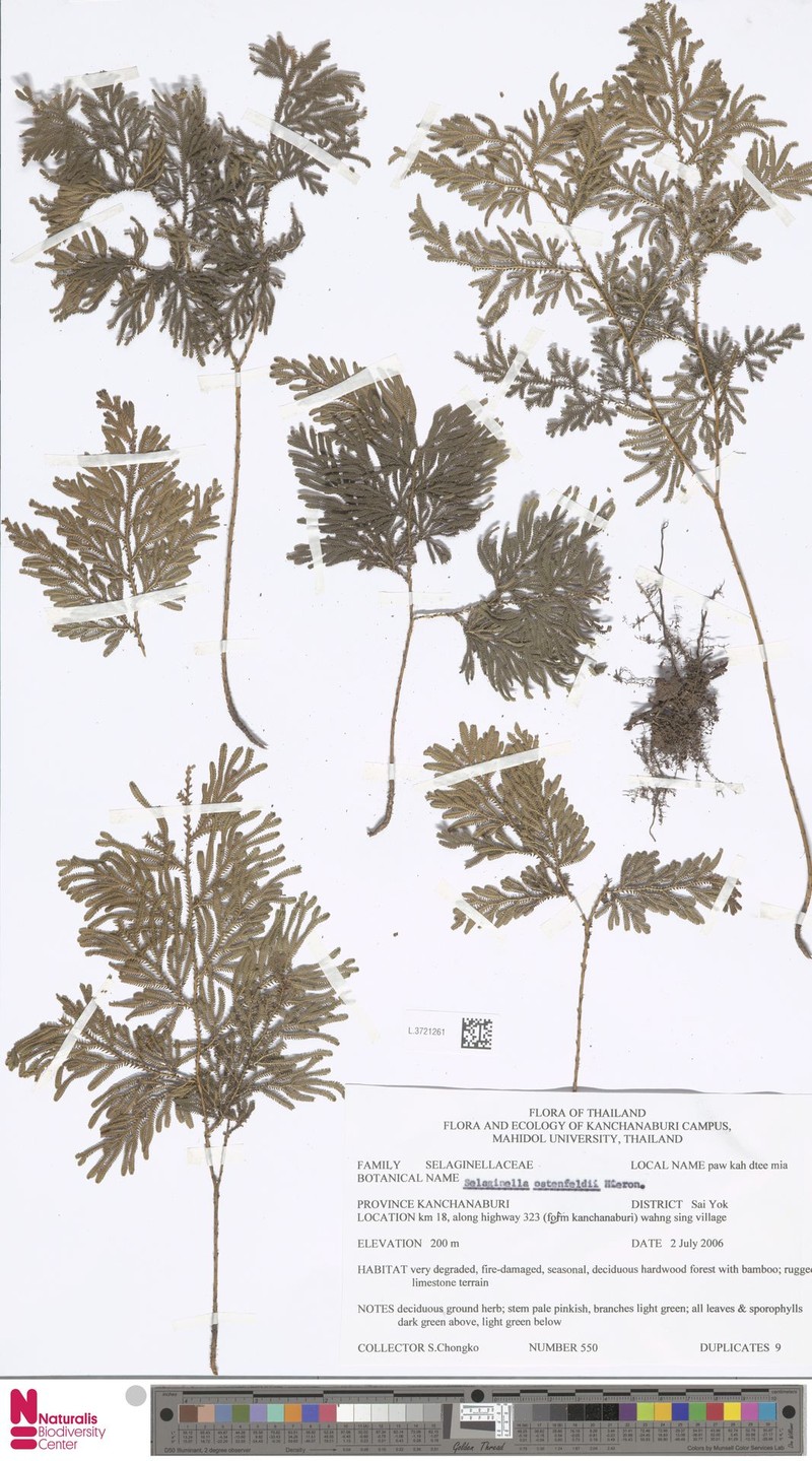 Selaginella ostenfeldii photo 7