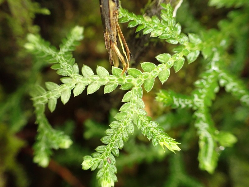 Oval-Leaf Spikemoss