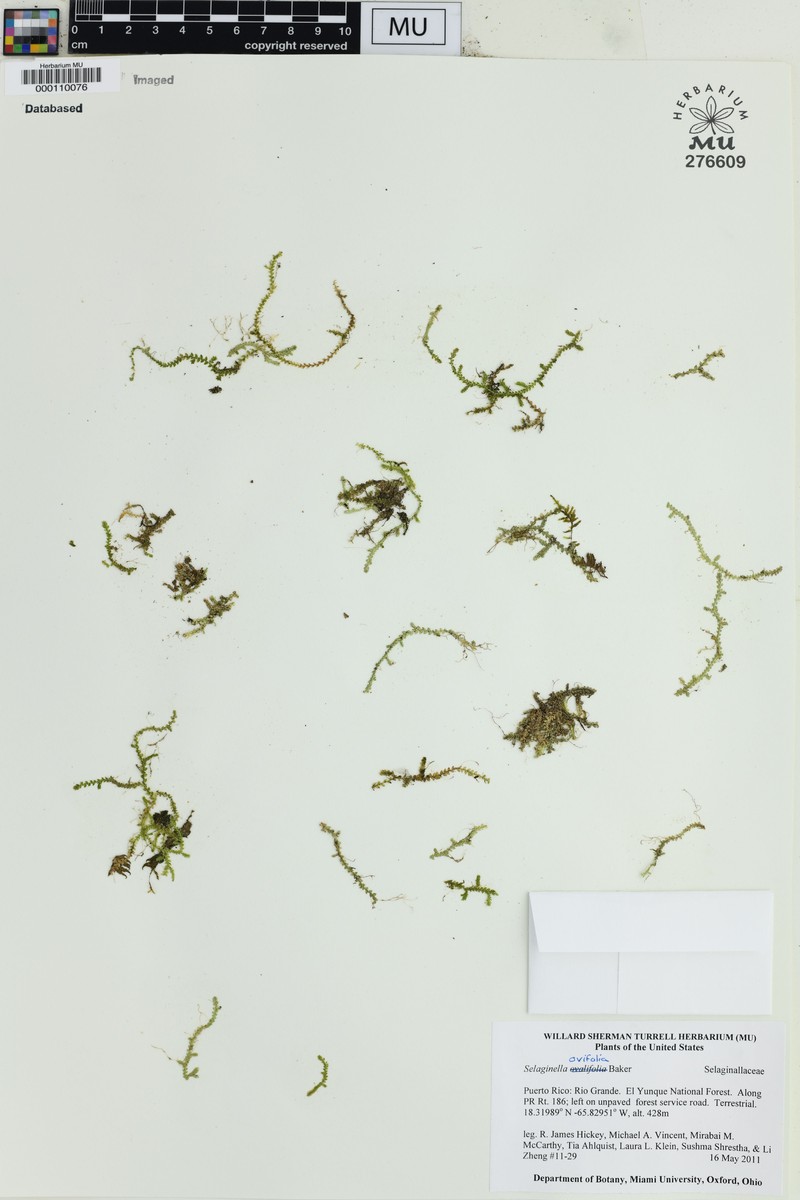 Oval-Leaf Spikemoss photo 3
