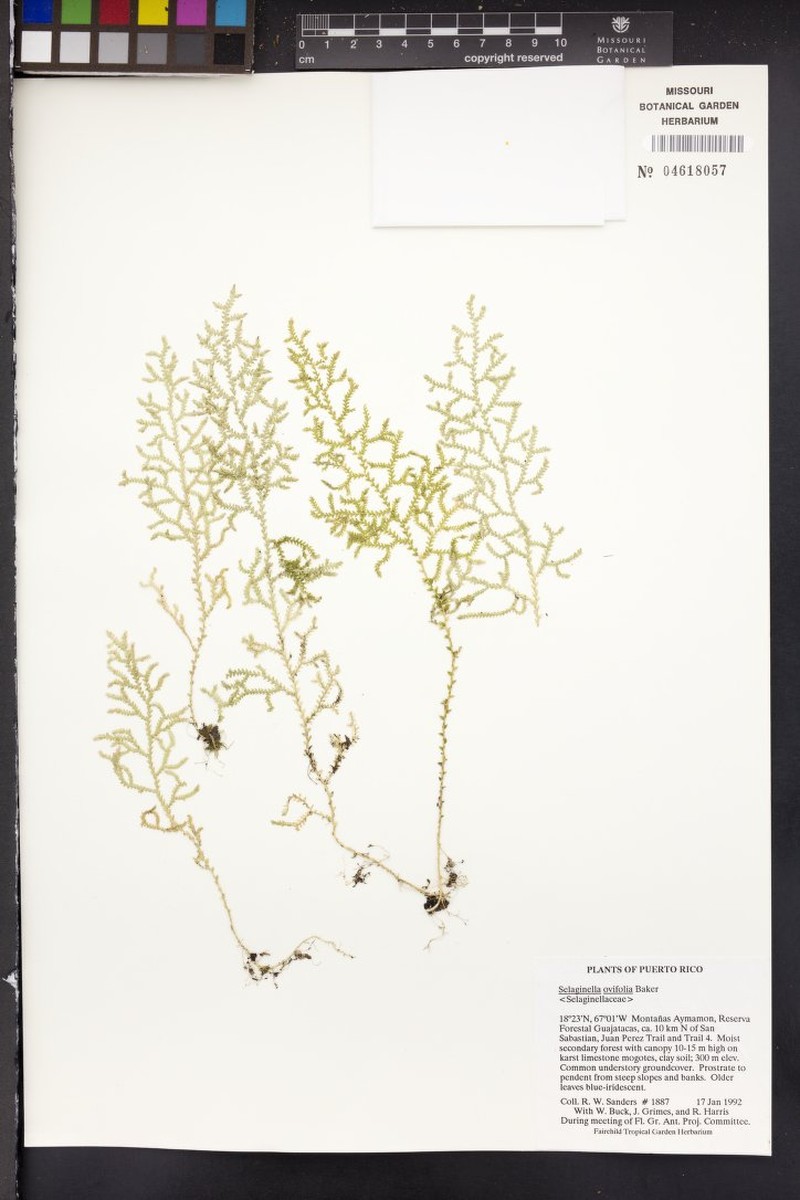 Oval-Leaf Spikemoss photo 4
