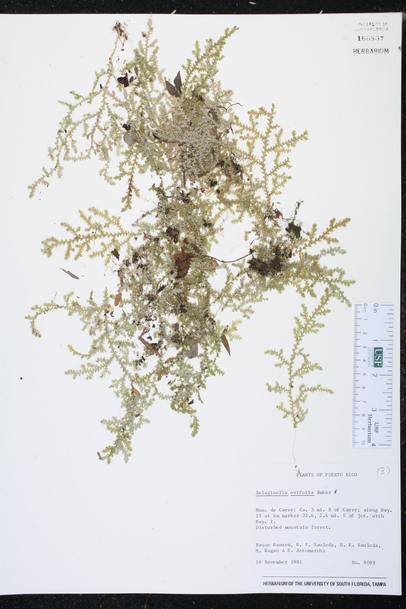 Oval-Leaf Spikemoss photo 5