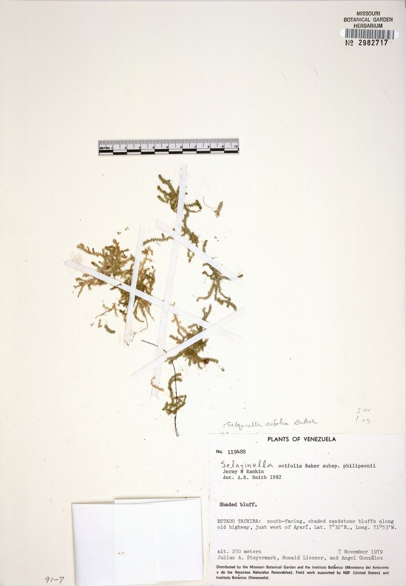 Oval-Leaf Spikemoss photo 6