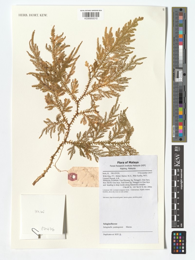 Selaginella padangensis