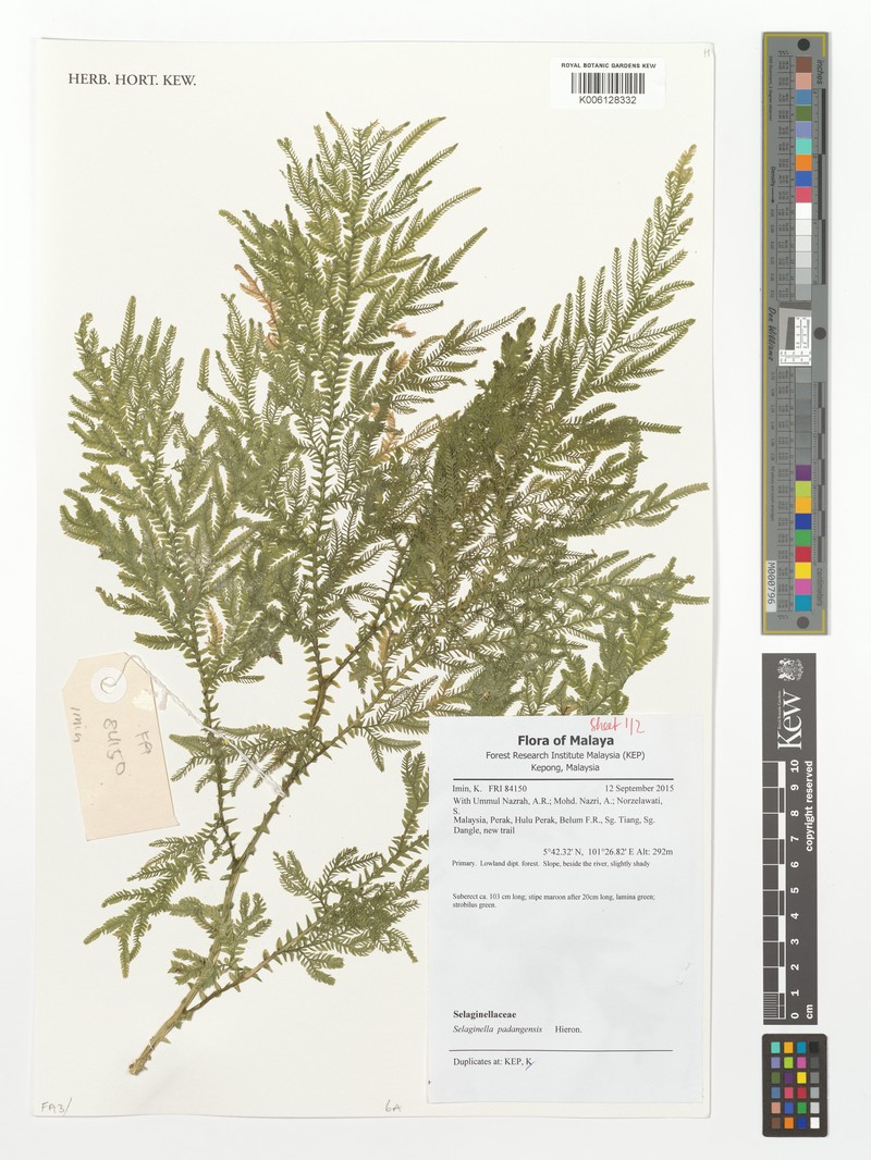 Selaginella padangensis photo 2