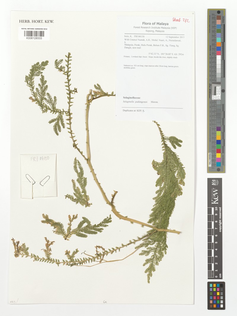 Selaginella padangensis photo 3