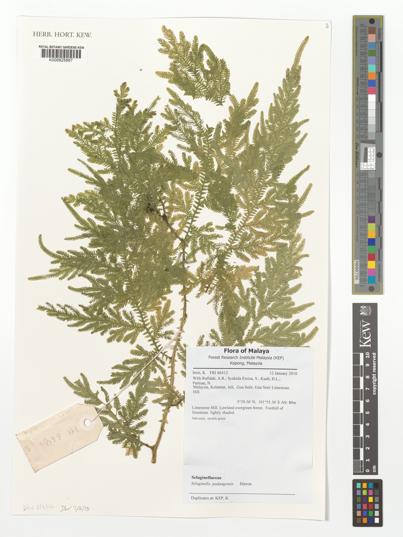 Selaginella padangensis photo 4