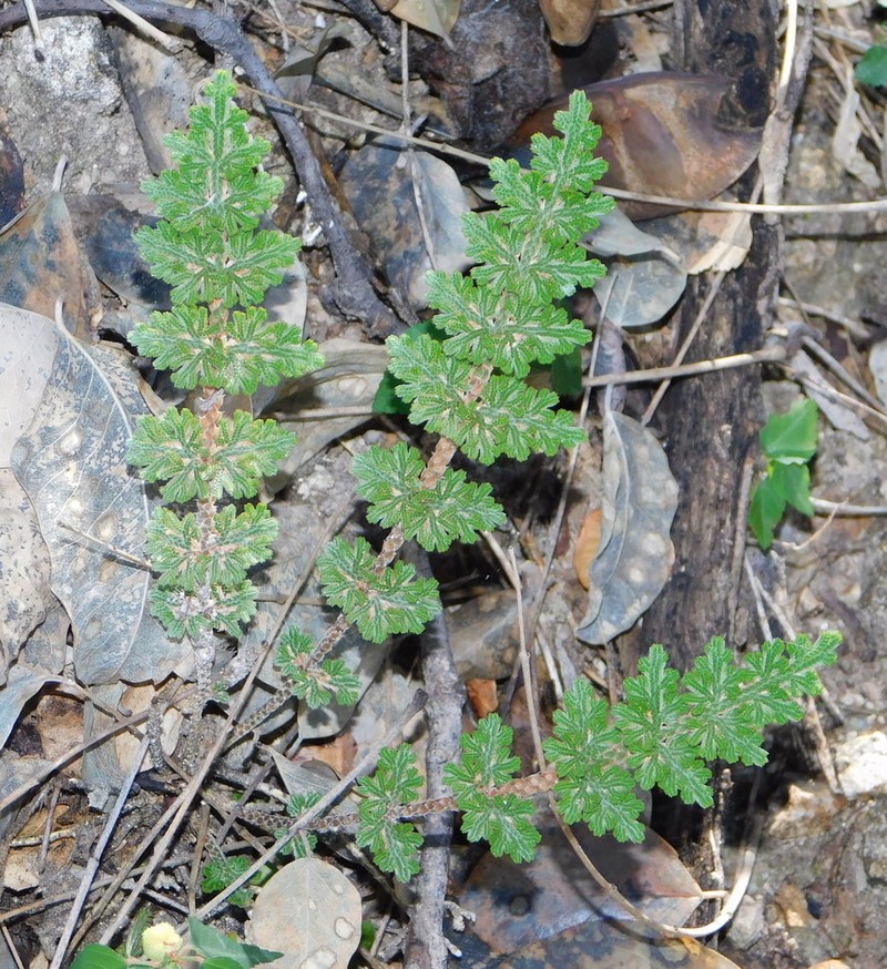 Selaginella pallescens