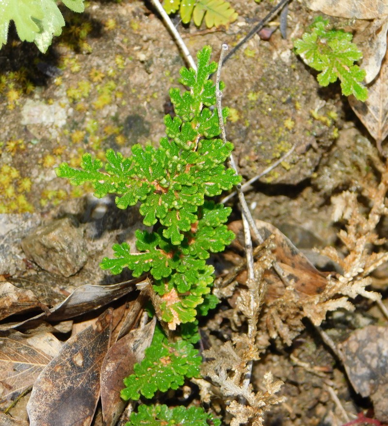 Selaginella pallescens photo 2